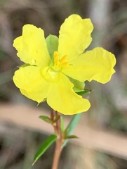 Hibbertia acicularis