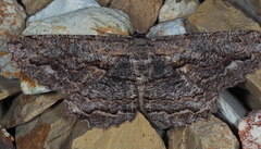 Scioglyptis lyciaria