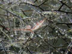 Manipontonia psamathe