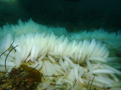 Doryteuthis opalescens