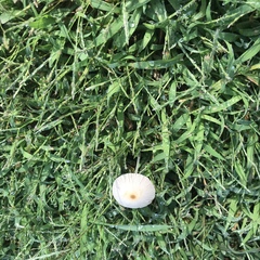 Conocybe apala albipes