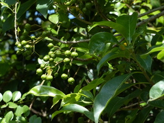 Pittosporum wightii