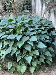 Alocasia cucullata