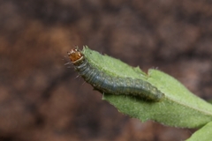 Cacoecimorpha pronubana