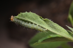 Cacoecimorpha pronubana