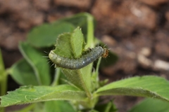 Cacoecimorpha pronubana