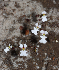 Stylidium edentatum