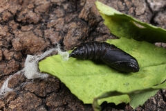 Cacoecimorpha pronubana