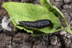 Cacoecimorpha pronubana