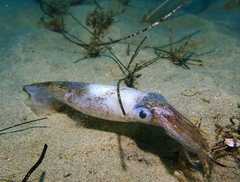 Doryteuthis opalescens