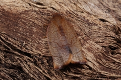 Cacoecimorpha pronubana