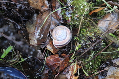 Helminthoglypta umbilicata