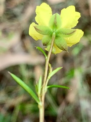 Hibbertia acicularis