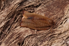 Cacoecimorpha pronubana