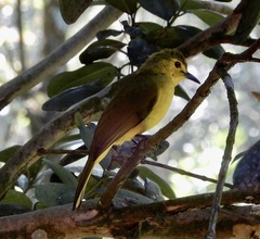 Iole indica