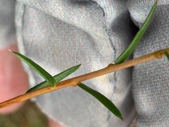 Hibbertia acicularis