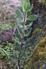 Arctostaphylos glandulosa