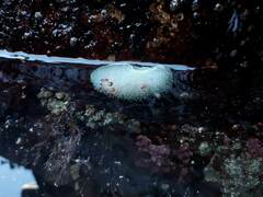 Acanthodoris nanaimoensis