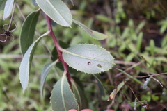 Arctostaphylos glandulosa