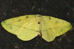 Omiza miliaria