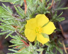 Hibbertia prostrata