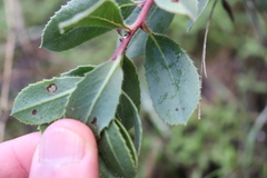 Arctostaphylos glandulosa