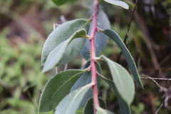 Arctostaphylos glandulosa