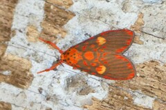 Ammatho cuneonotatus