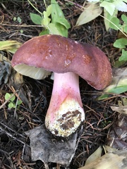 Russula xerampelina