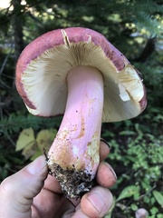 Russula xerampelina
