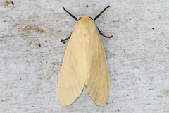 Pareuchaetes pseudoinsulata