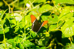 Siproeta epaphus epaphus
