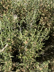 Ozothamnus scutellifolius