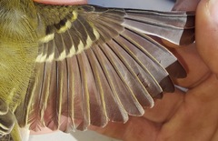 Vireo griseus