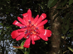 Cavendishia adenophora