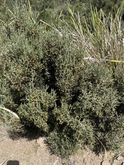 Ozothamnus scutellifolius