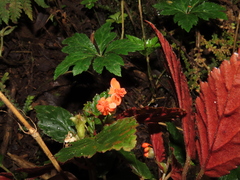 Begonia urticae