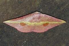 Hypochrosis iris