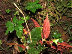 Begonia urticae