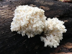 Hericium abietis