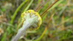 Craspedia lanata