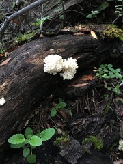 Hericium abietis