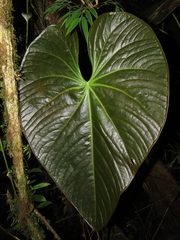 Anthurium atramentarium