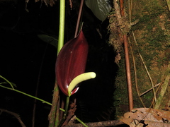 Anthurium atramentarium