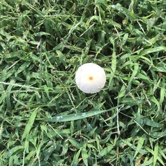 Conocybe apala albipes