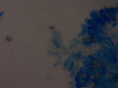 Entoloma byssisedum