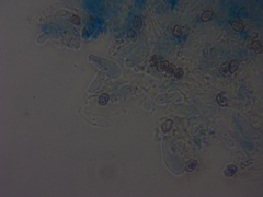 Entoloma byssisedum