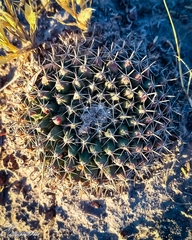 Mammillaria uncinata