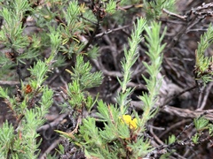 Hibbertia prostrata
