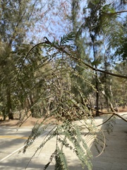 Leucaena esculenta